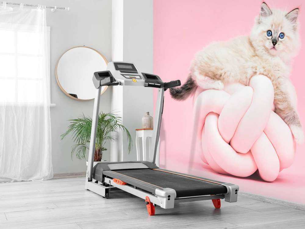 Chat blanc sur fond rose