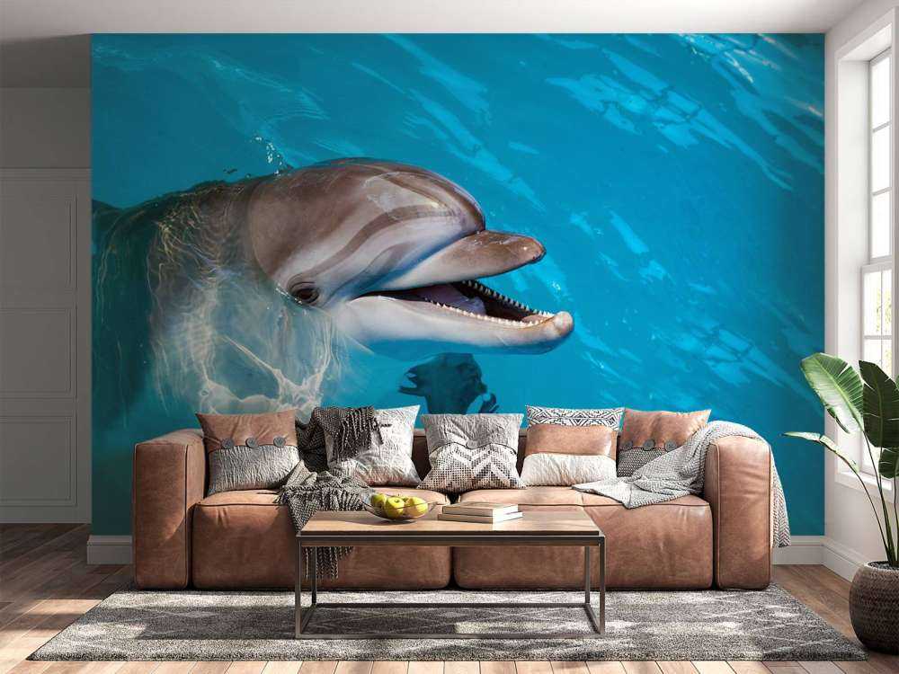 Un dauphin sympathique