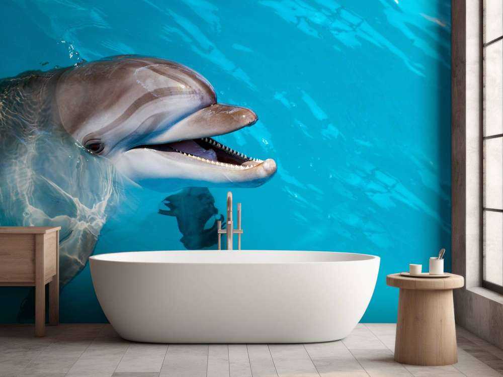 Un dauphin sympathique