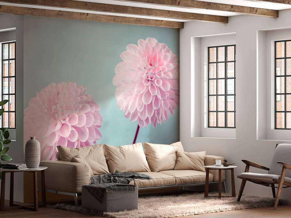 Deux fleurs de Dahlia