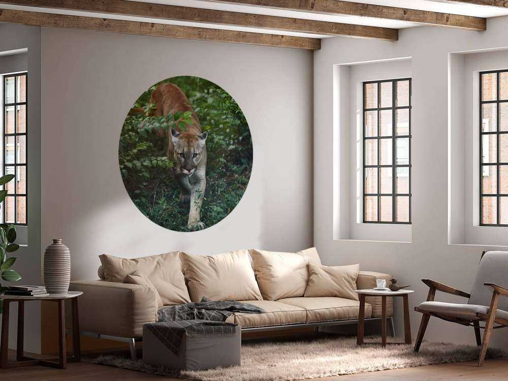 Lion des montagnes qui se faufile