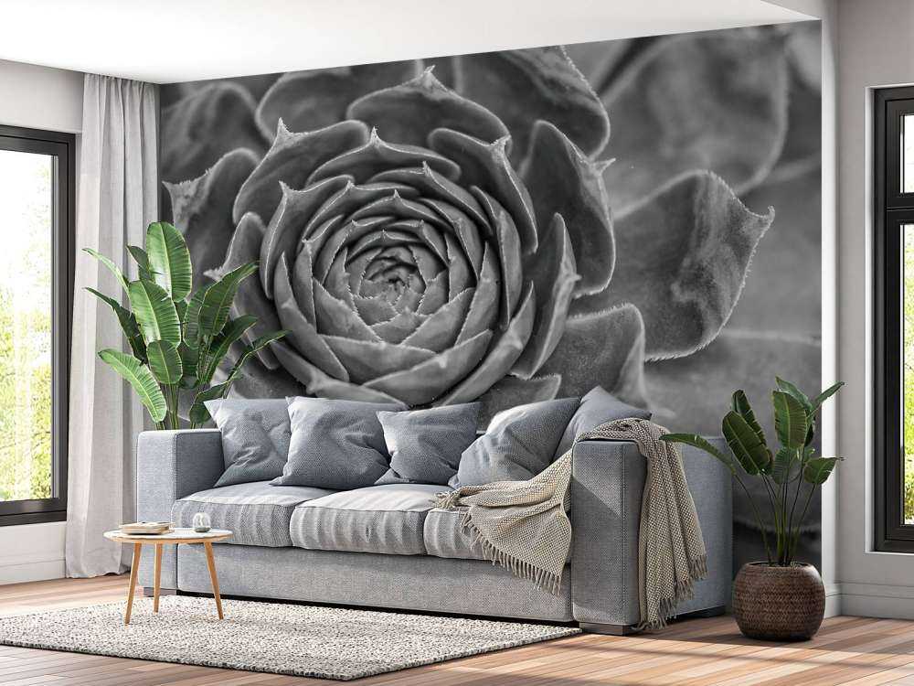 Gros plan sur une succulente