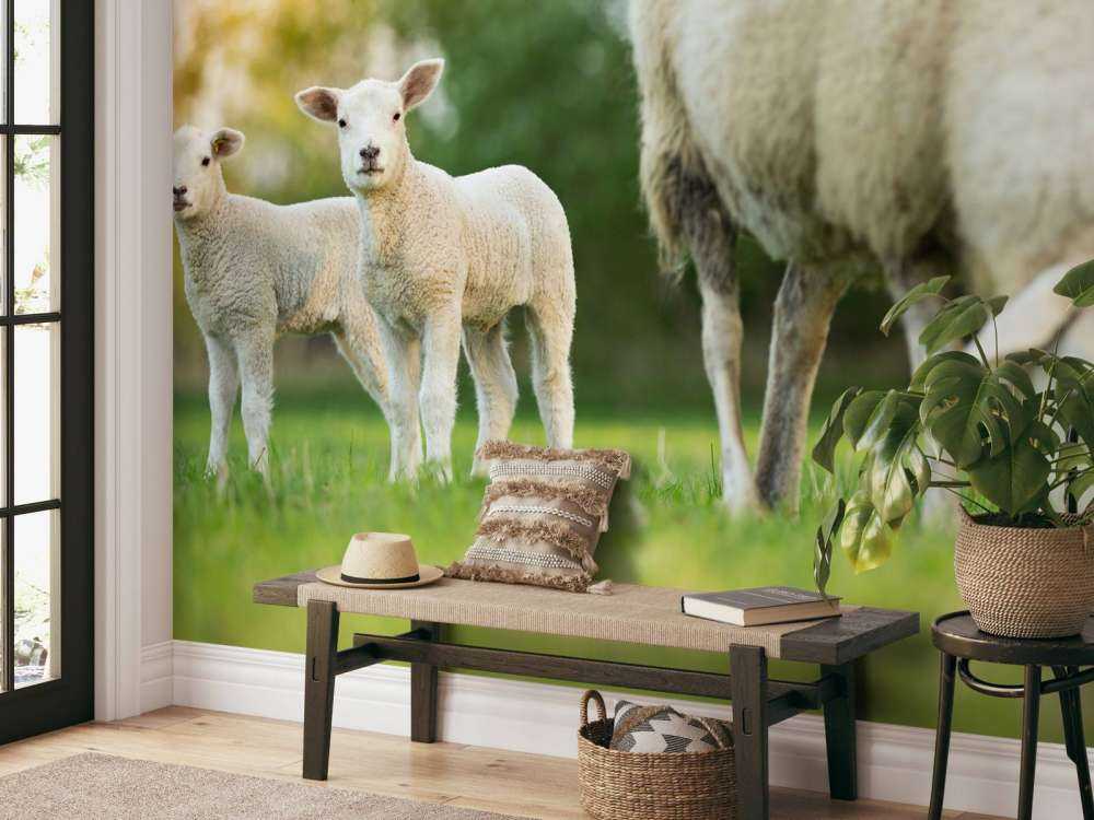 Mouton mère avec agneaux