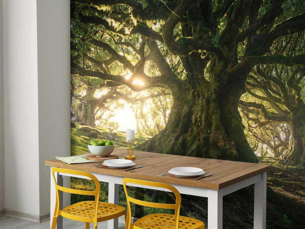 Forêt Enchantée au Soleil