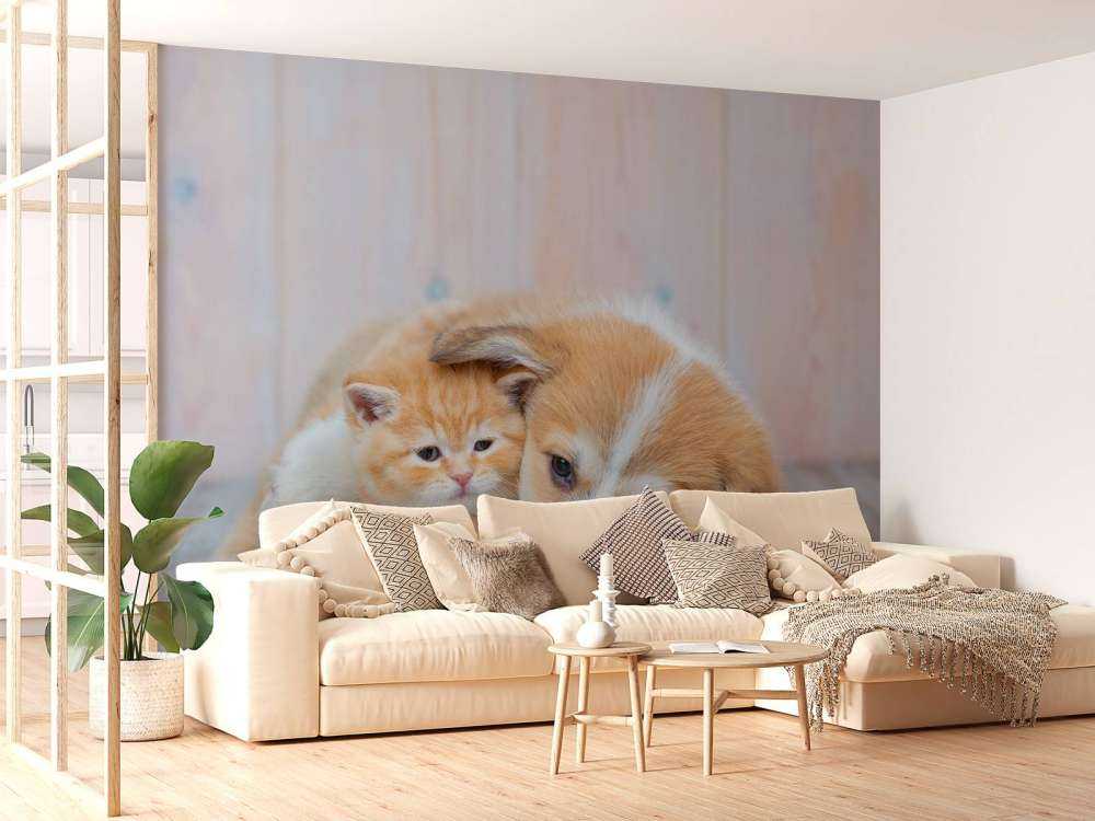 Papier peint de chat. Photo d'un chaton et d'un chiot.