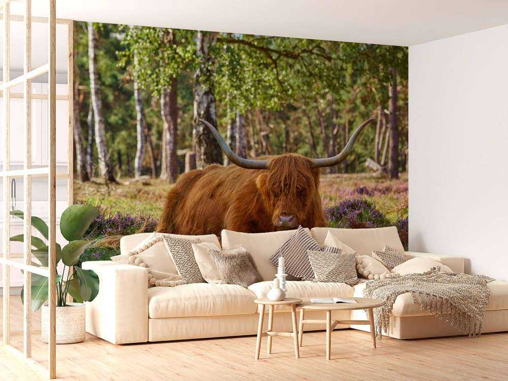 Le repos du Highland écossais