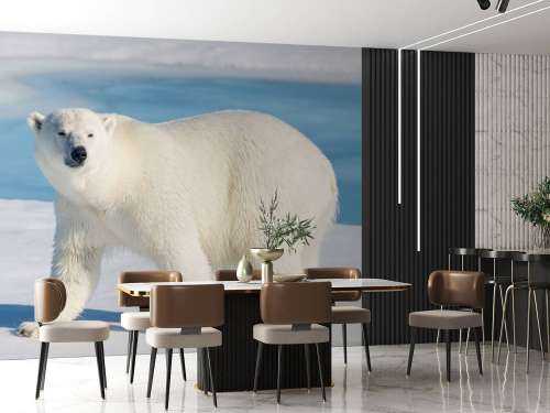Ours polaire