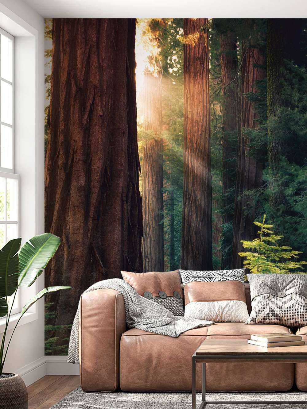 Lumière du soleil entre les acajous