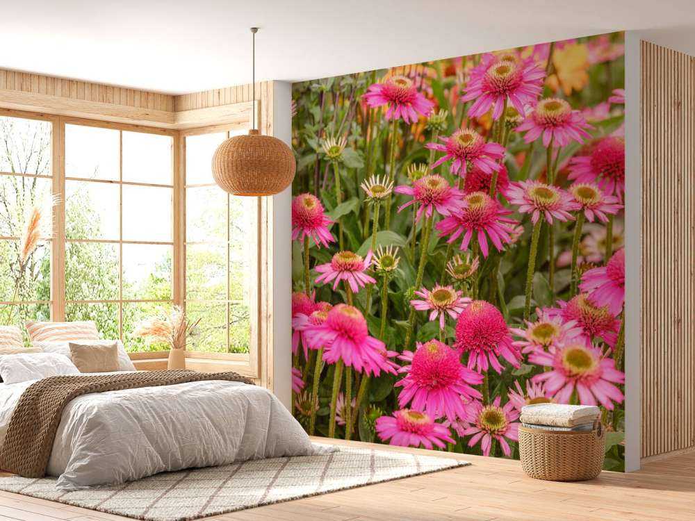 Les échinacées dans le jardin