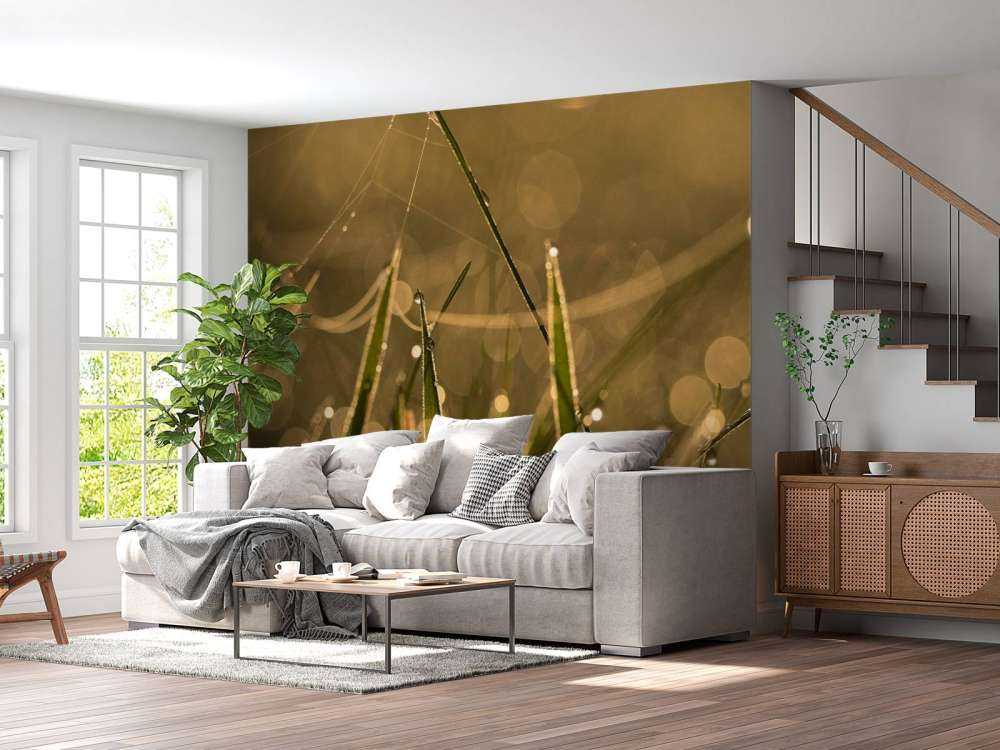 Herbe du matin brillante