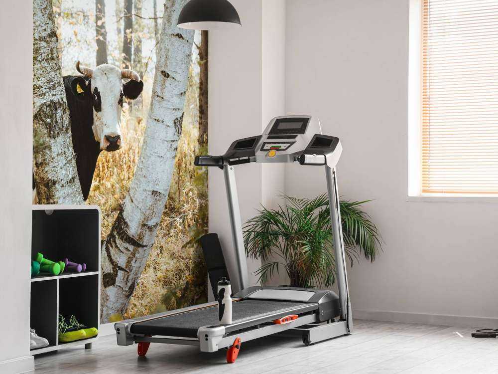 Vache curieuse dans la forêt