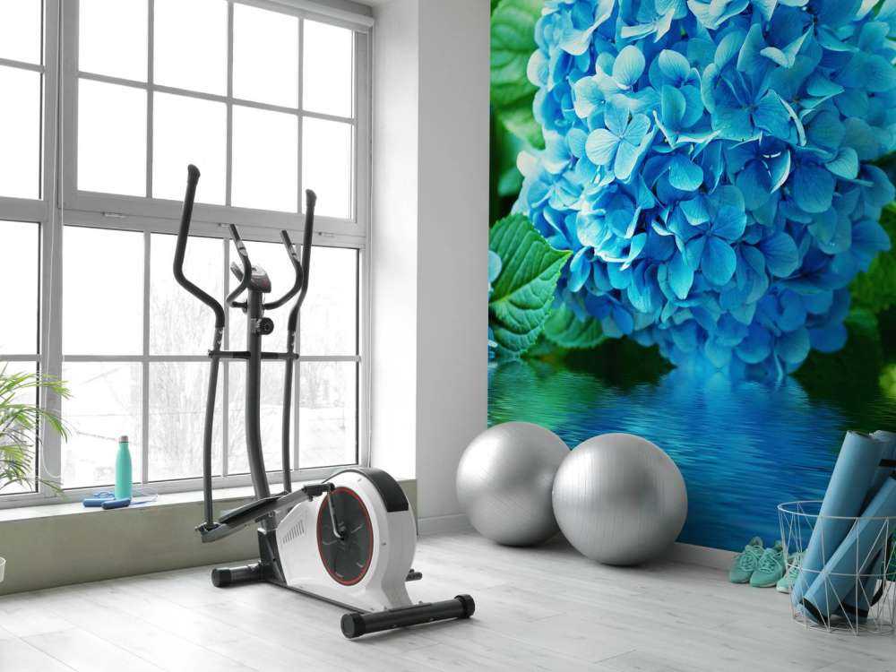 Hortensia dans l'eau