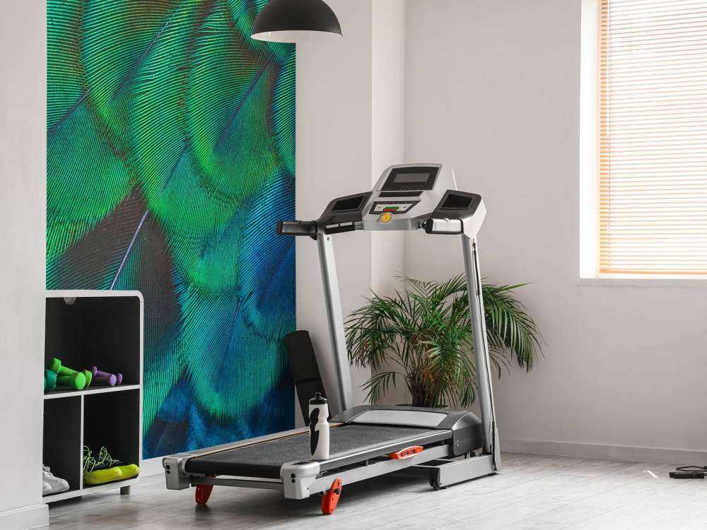 Gros plan sur des plumes de paon