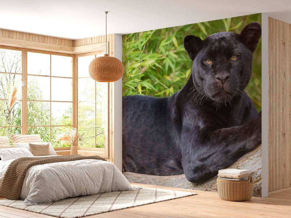 Panthère noire sur un arbre