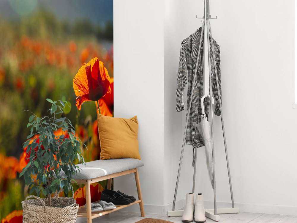 Coquelicots avec rayons de soleil