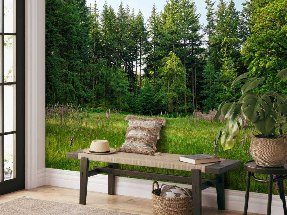 Espace ouvert dans une forêt