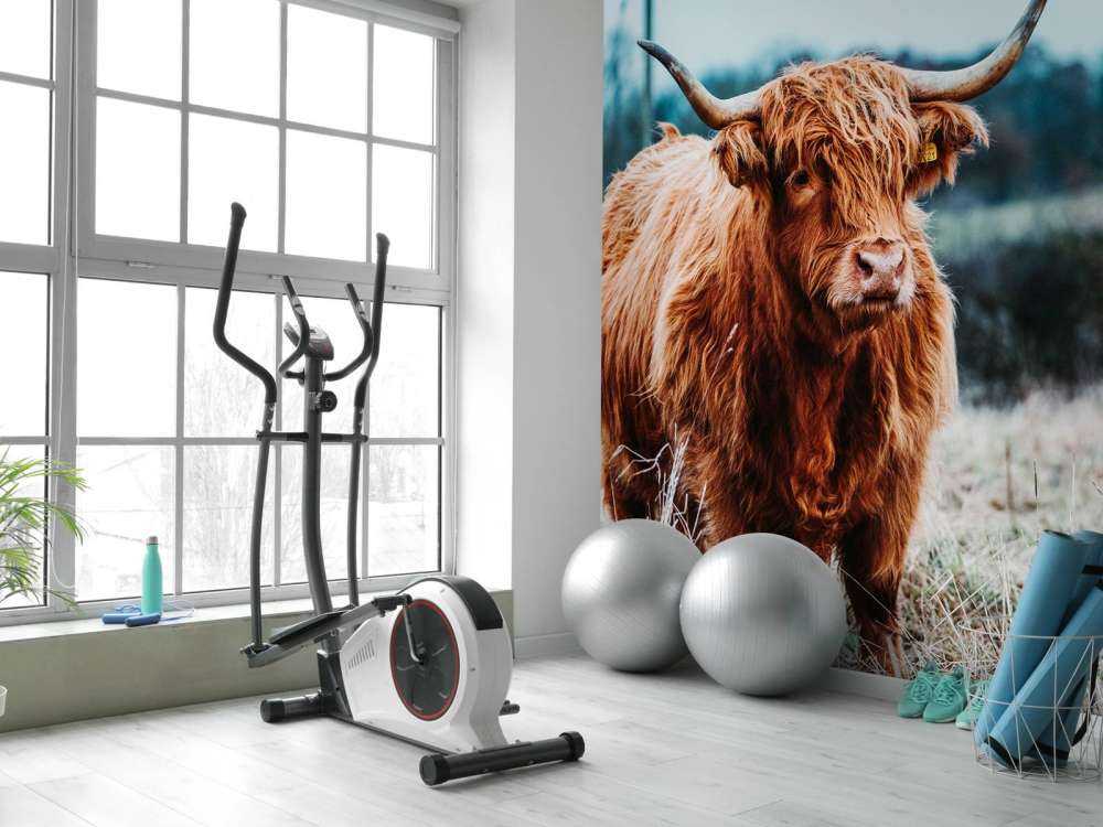 Un Highland écossais dans la forêt