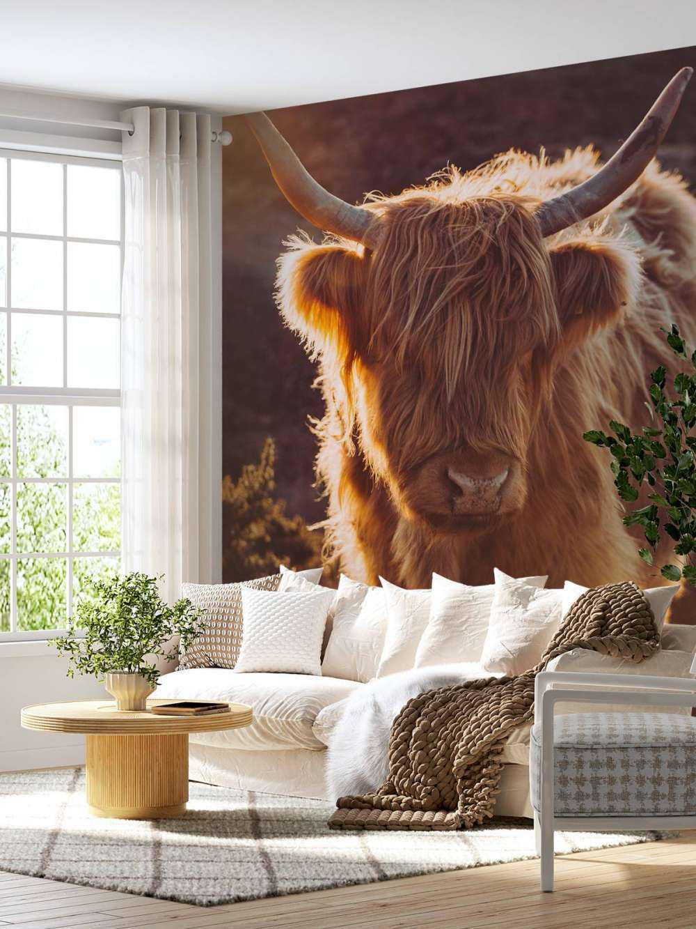 Le Highland écossais au soleil