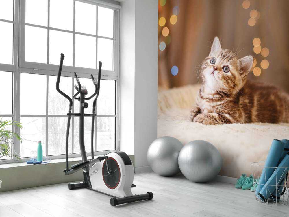 Une jolie chat