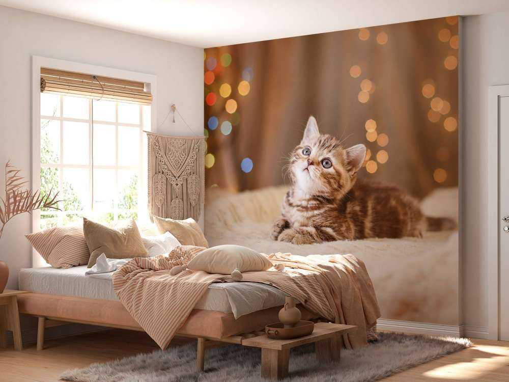 Une jolie chat