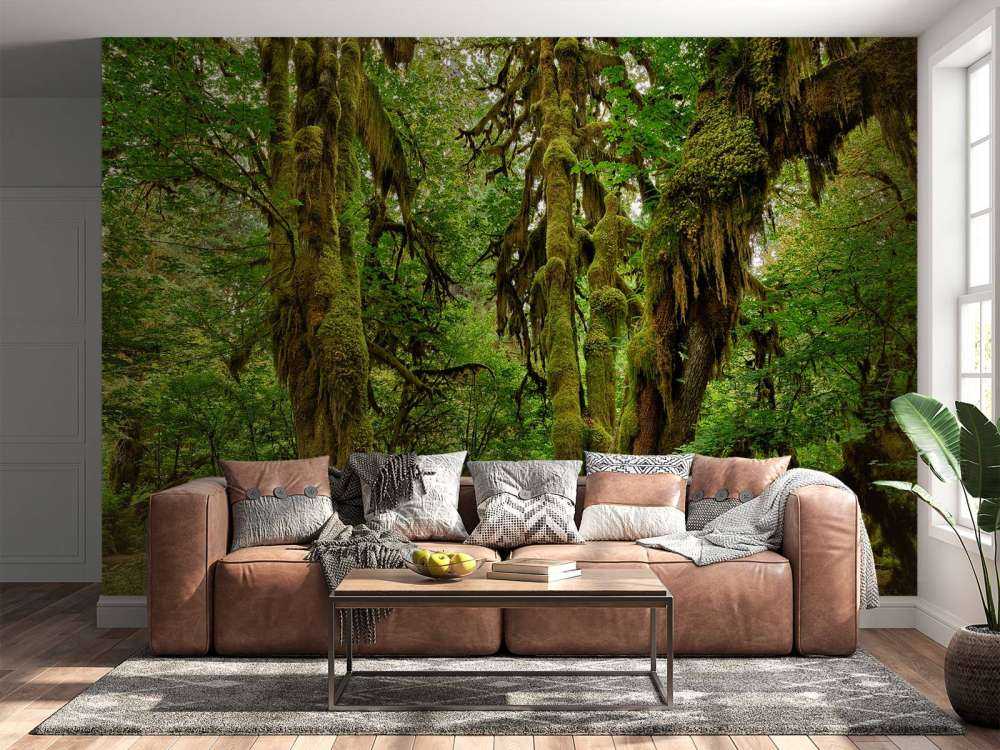 Ancienne forêt sauvage