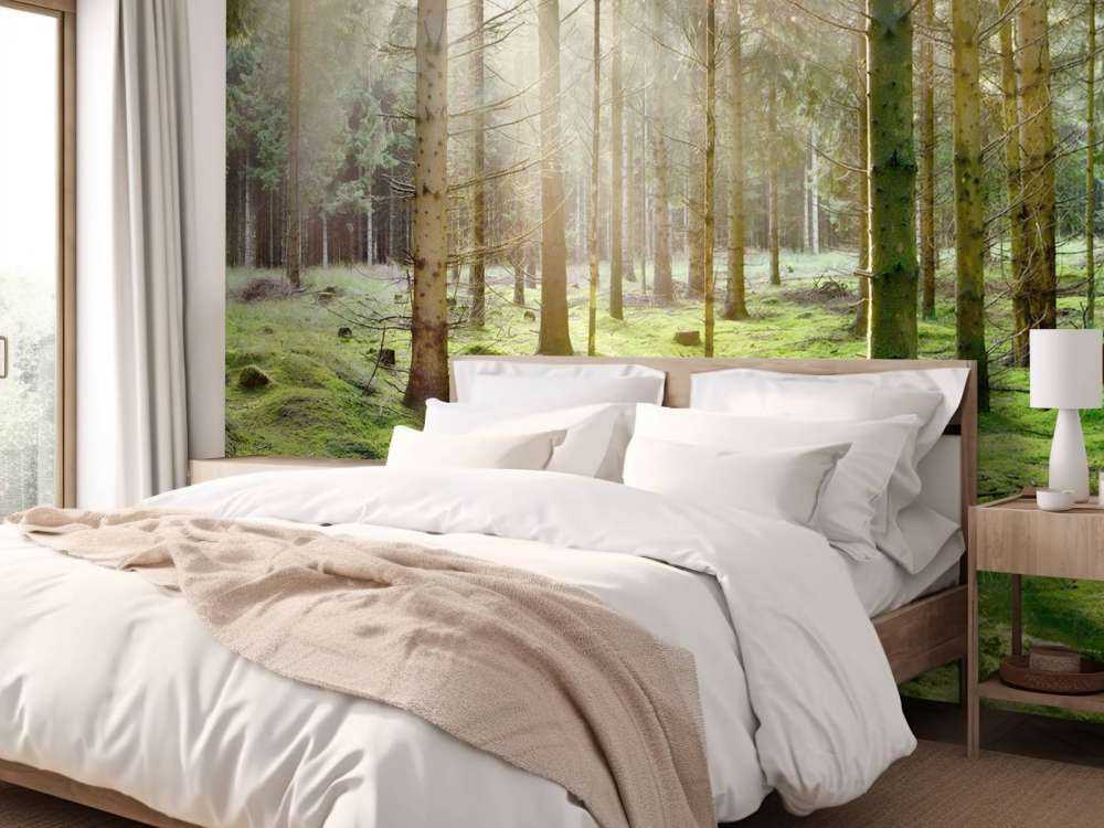 Forêt de conifères avec mousse