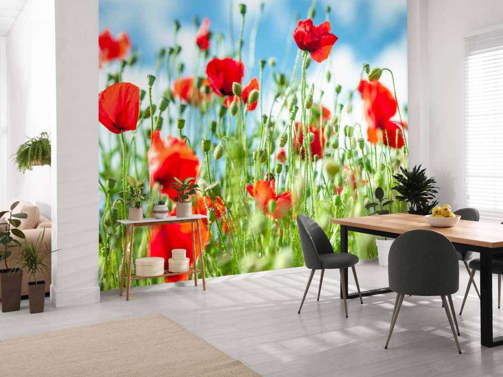 Champ avec des coquelicots