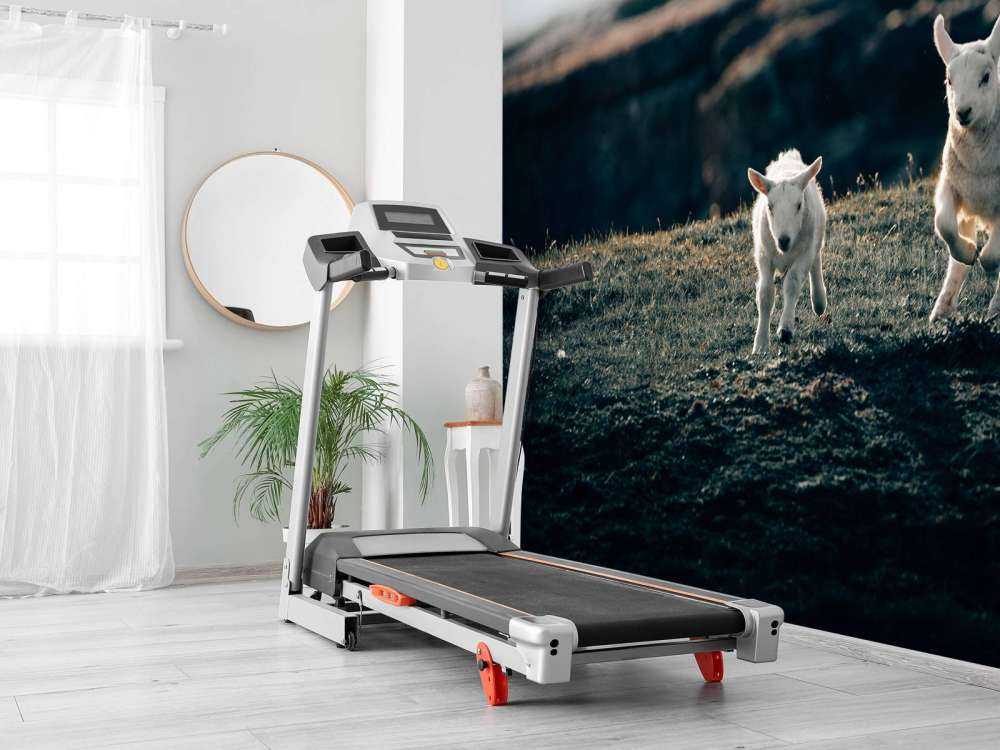 Agneaux en train de jouer