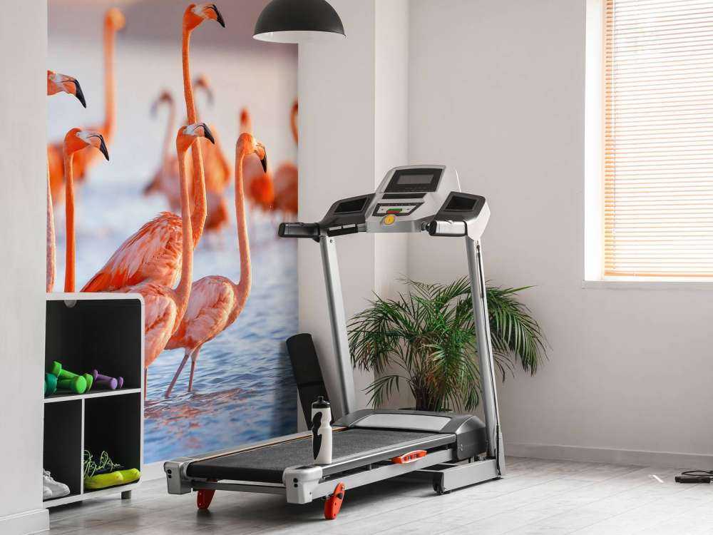 Flamants roses avec un regard fixe