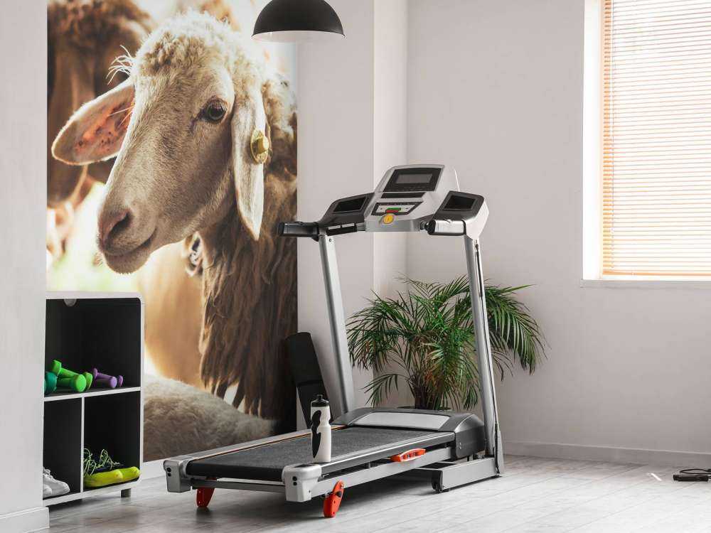 Mouton dans une étable