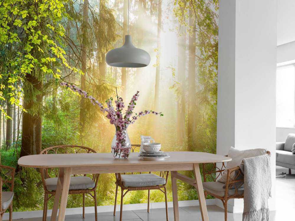 Paysage forestier au lever du soleil