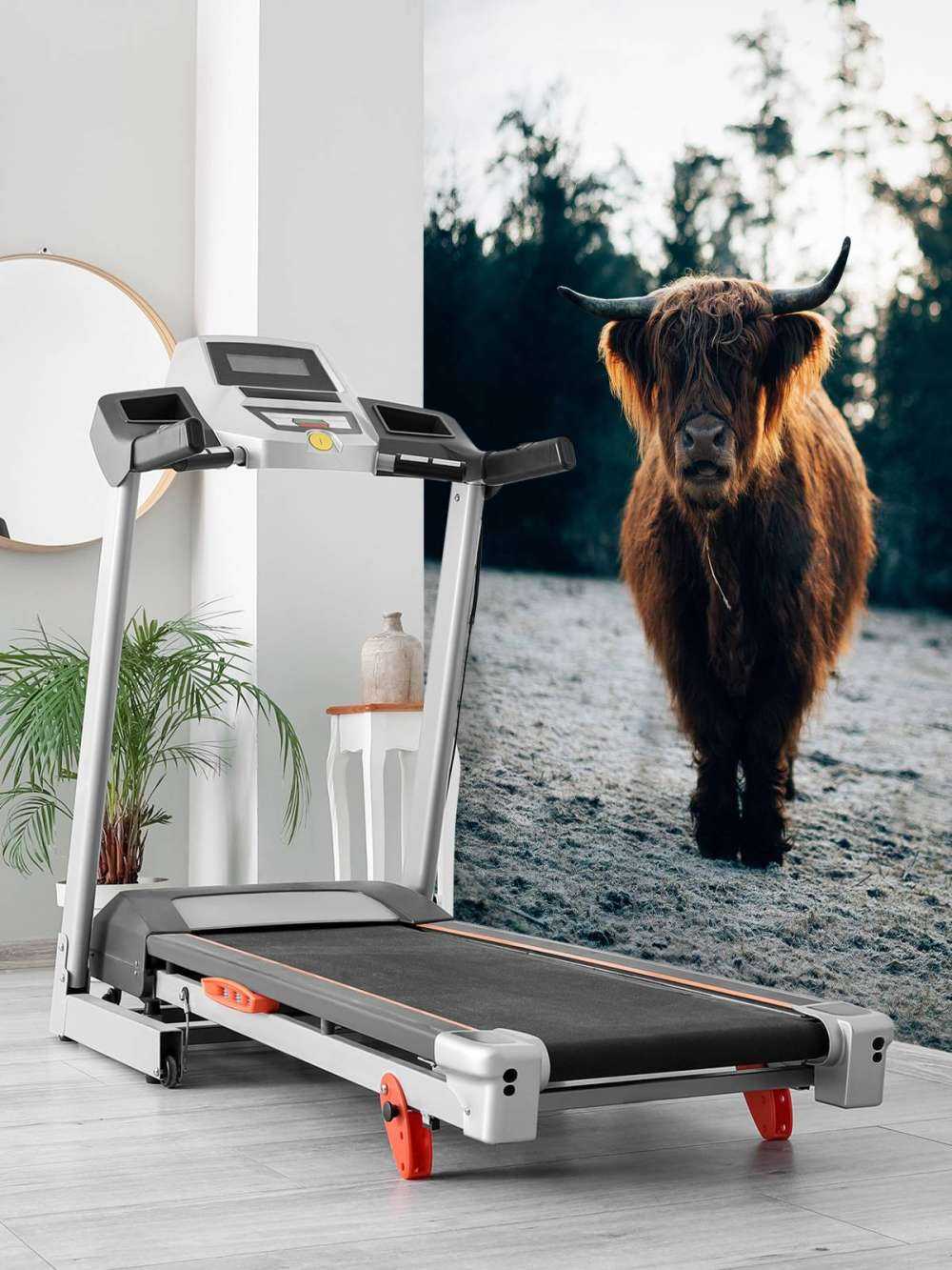 Highlander écossais dans le soleil du matin