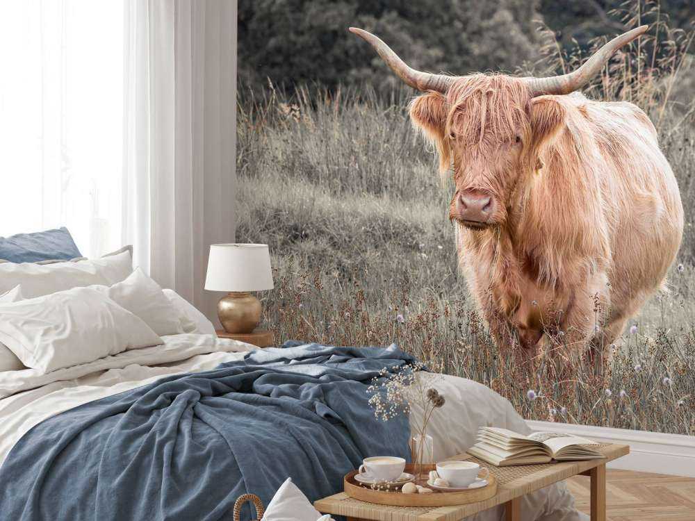 Highlander écossais dans un champ