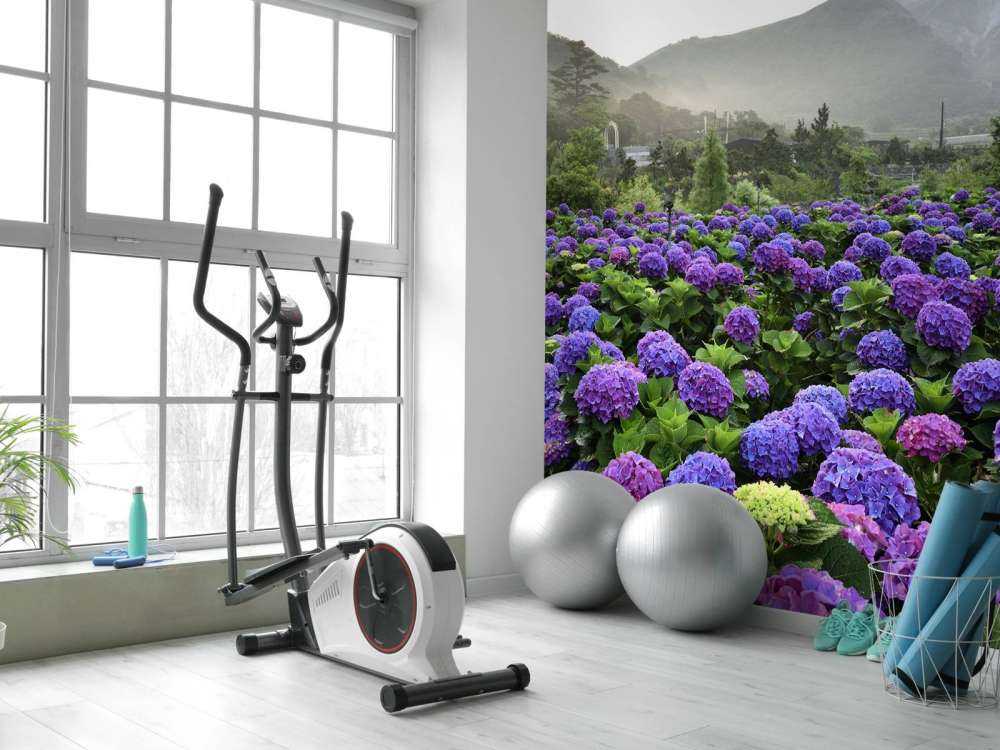 Hortensias à Beitou