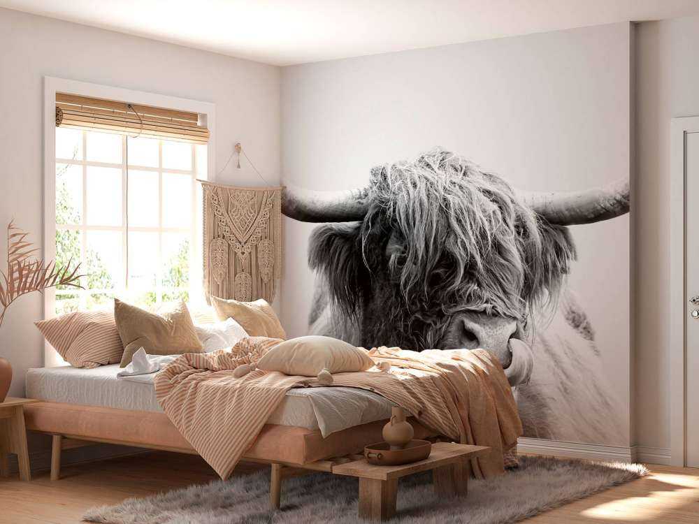 Drôle de Highland écossais