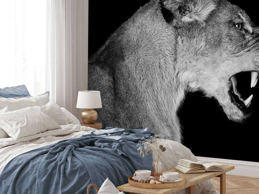 Lionne vue de côté noir