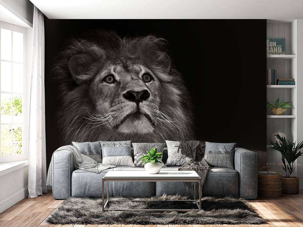 Lion sur fond noir