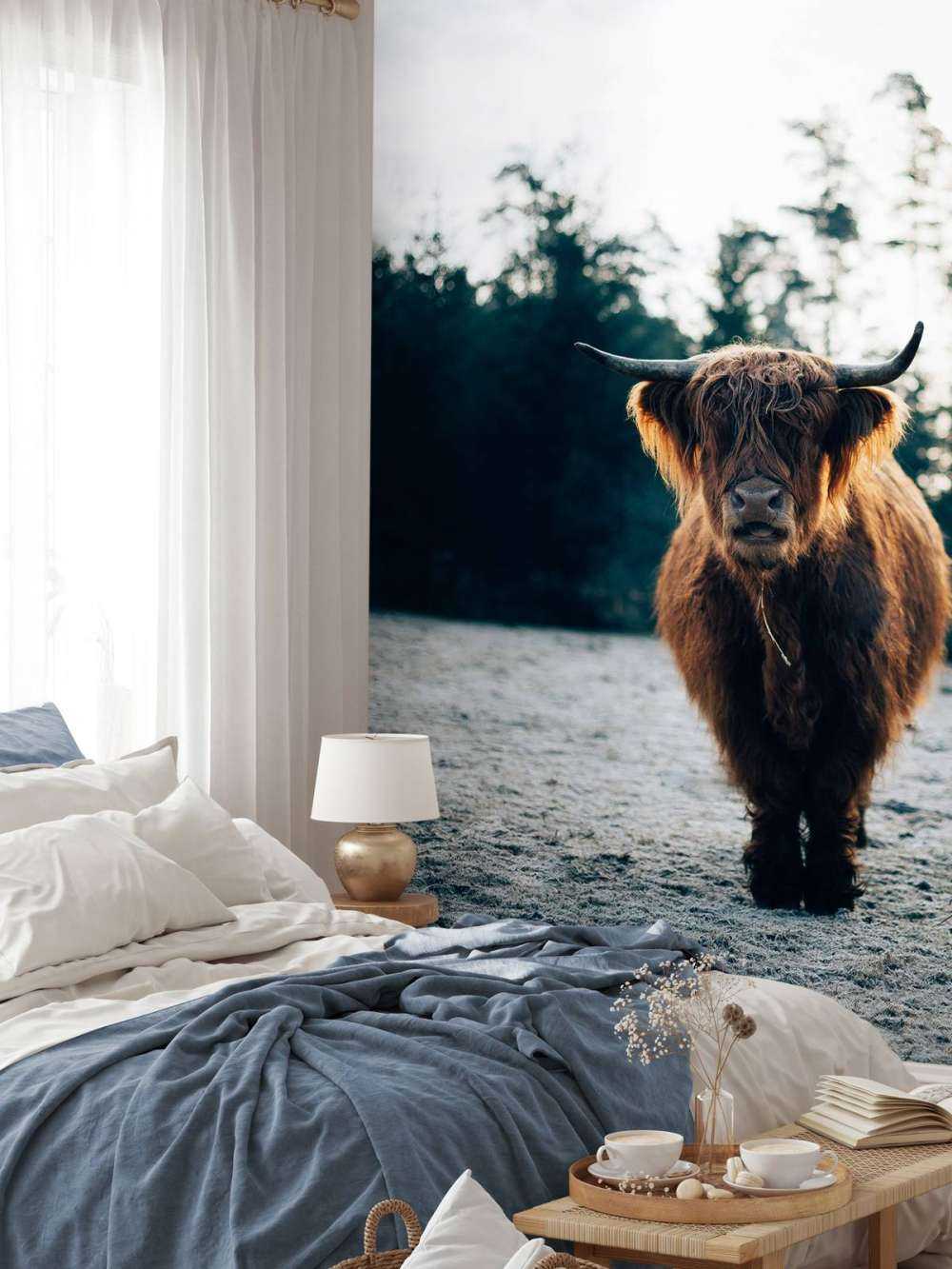 Highlander écossais dans le soleil du matin