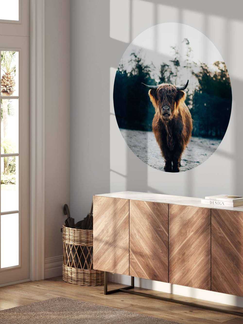 Highlander écossais dans le soleil du matin