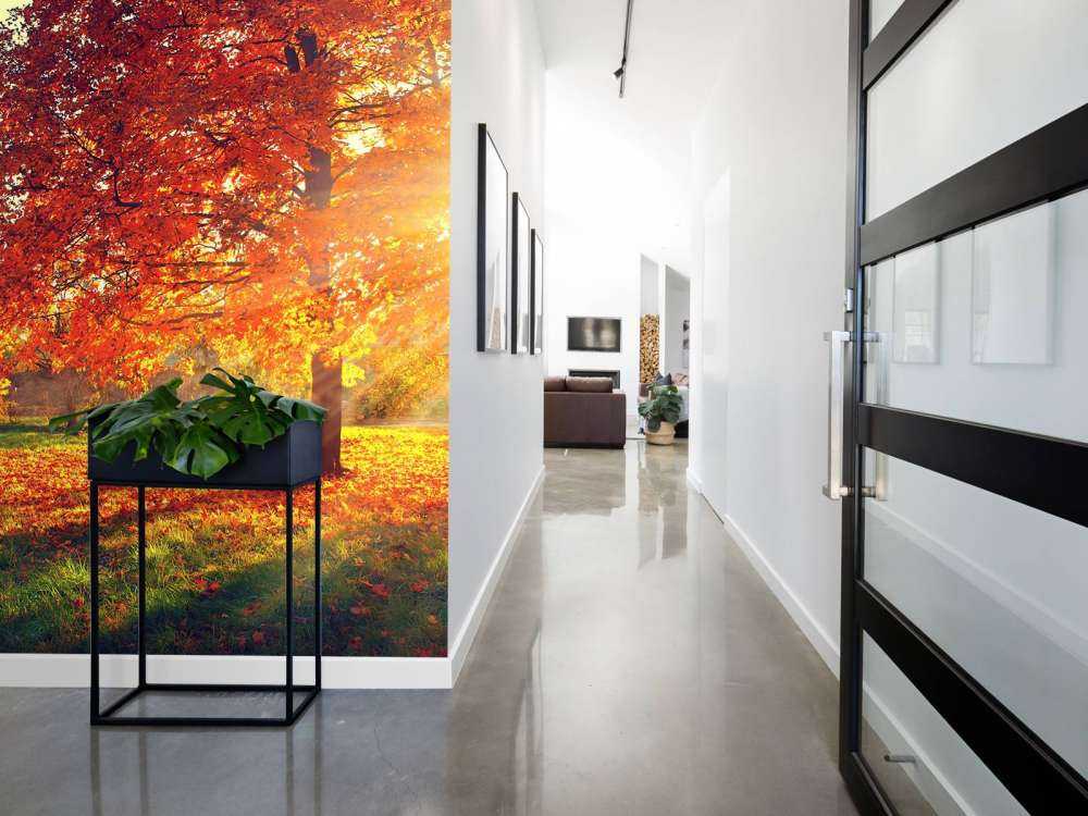 Arbres d'automne au soleil