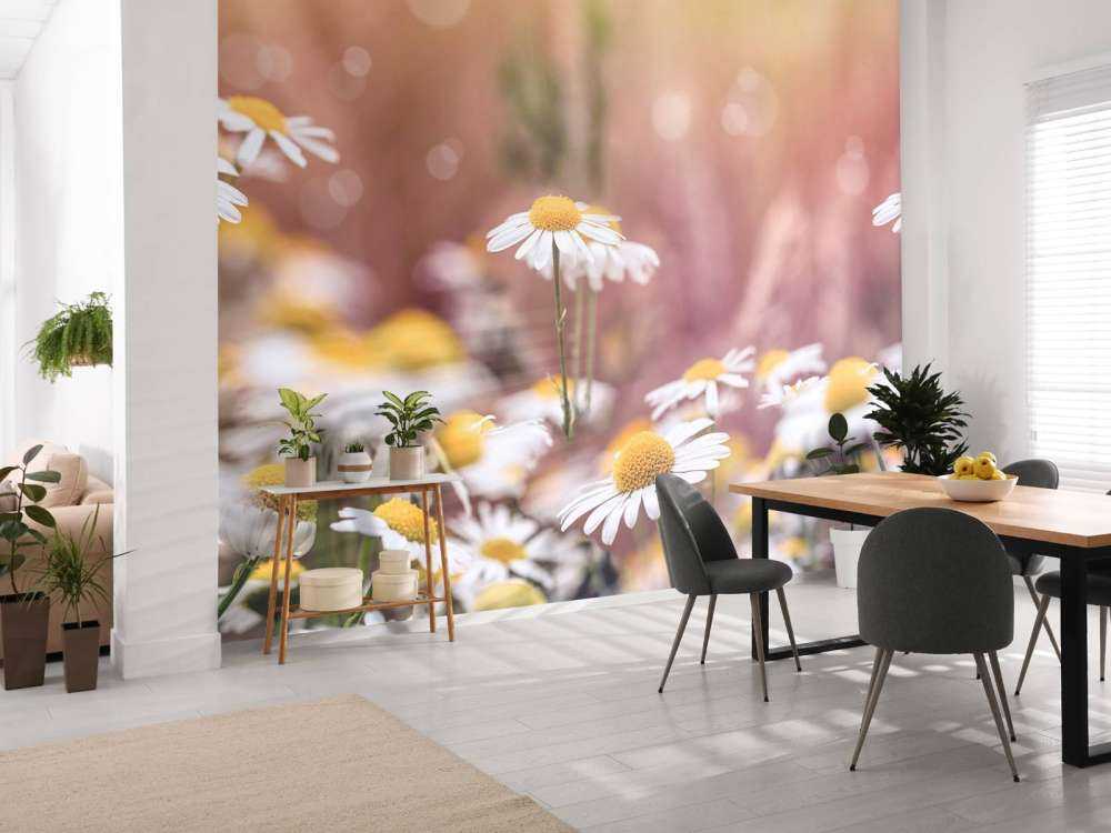 Champ de marguerites