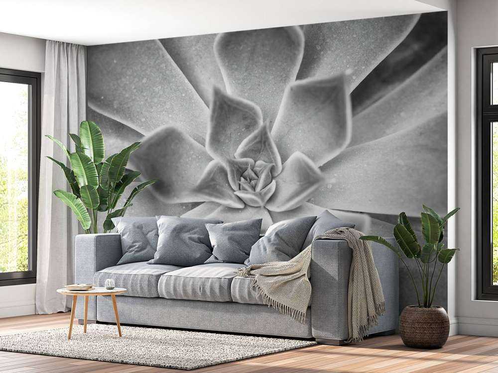 Succulent en noir et blanc