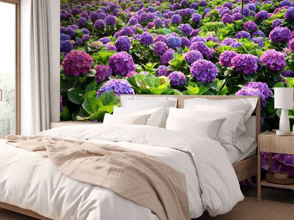 Hortensias dans un champ