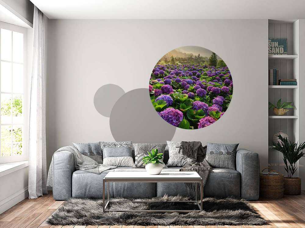 Hortensias dans un champ