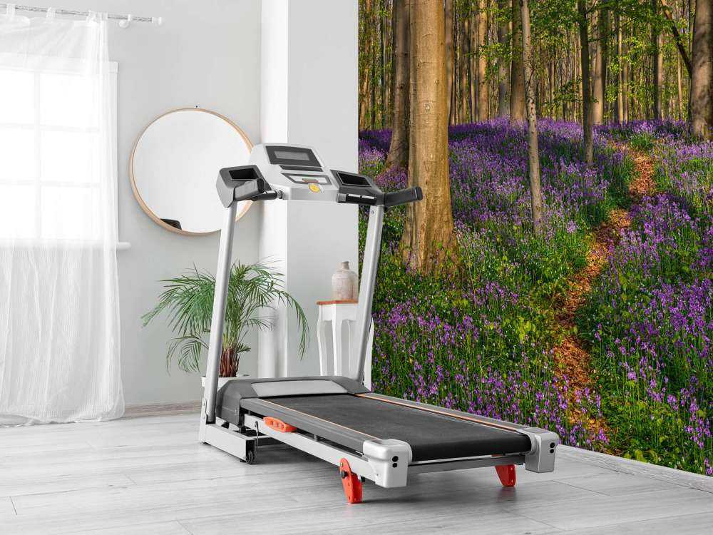 Chemin à travers une forêt avec des jacinthes