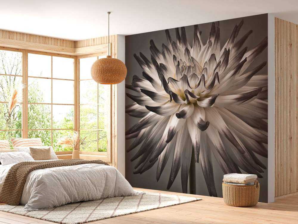 Fleur de dahlia noir et blanc