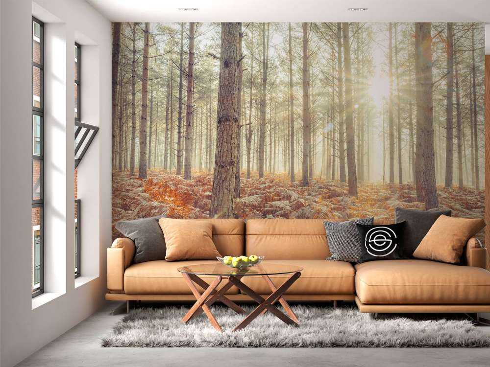 Rayons de soleil à travers des arbres froids