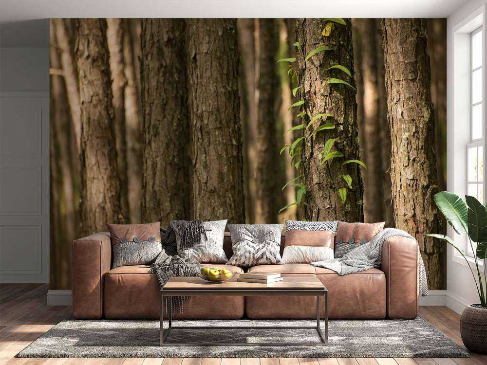 Troncs d'arbres minces