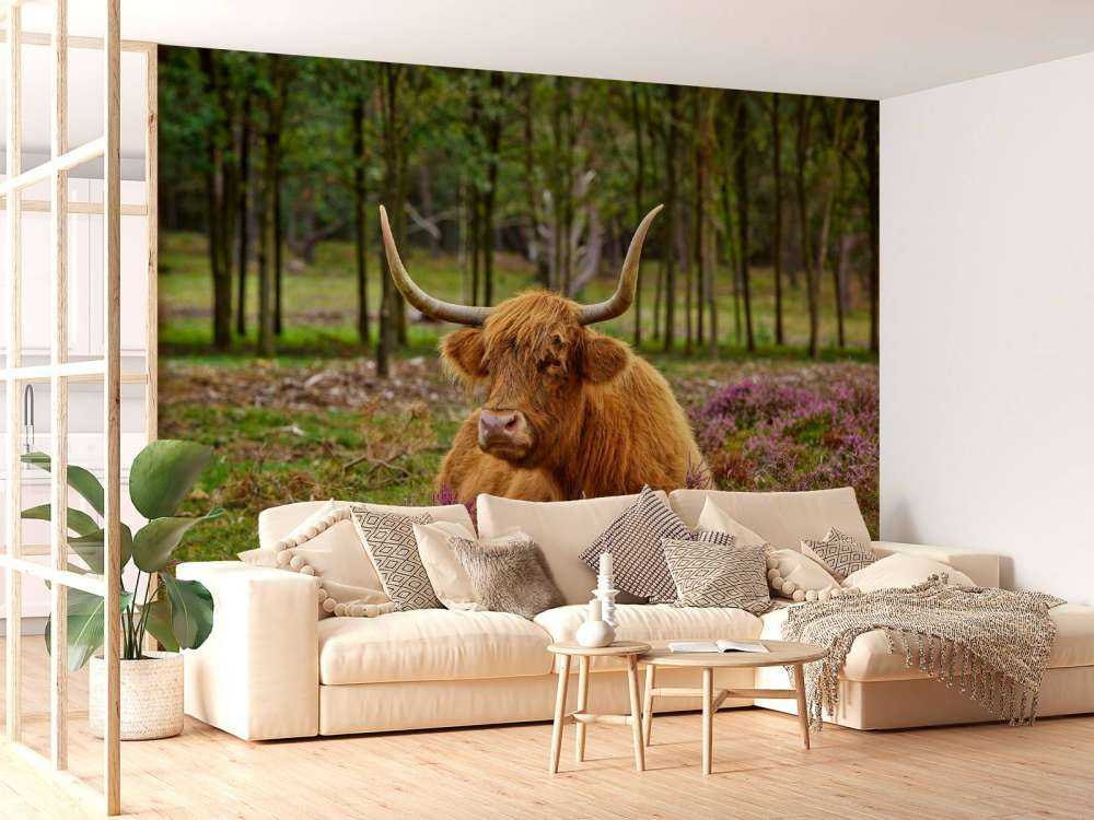 Highland écossais dans la bruyère violette