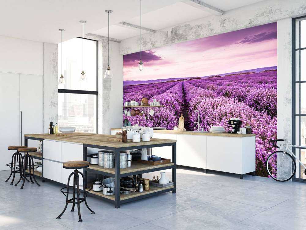 Les buissons de lavande